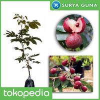 Gambar Jual Bibit Kelengkeng Merah Bibit Pohon Kelengkeng Merah dari Suryaguna Store Kab. Tulungagung 1 Tokopedia