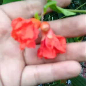 Bunga Delima Putih dan Merah Request 1kg