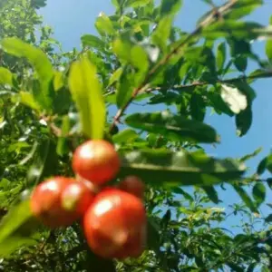 Daun Delima 1000gram