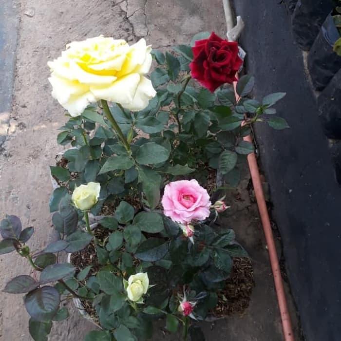 Gambar Tanaman Hias Paket 4 Bunga Mawar Rondom dari putraindahtaman Kab. Bogor Tokopedia