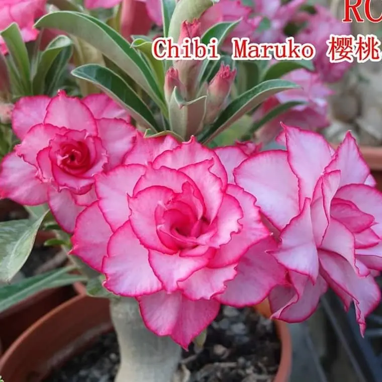 Tanaman Hias Bunga Adenium Tumpuk Kamboja Jepang id Chibimaru ukuran Besar