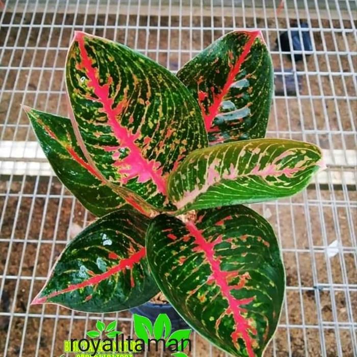 dracaena marginata indoor plant Dracaena Marginata  Plant Shop GR