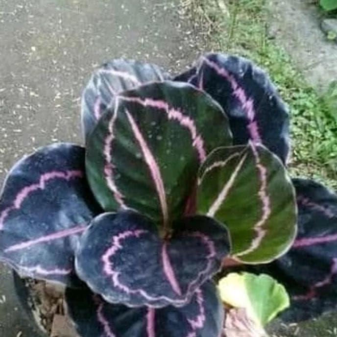 elefantenfu samen kaufen Elefantenfu kaufen | Beaucarnea 'Recurvata'
