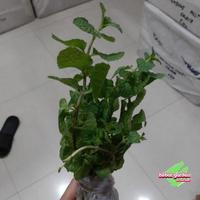 Gambar Tanaman daun mint dari Katalog Hebat Garden Kab. Bandung Barat 4 Tokopedia