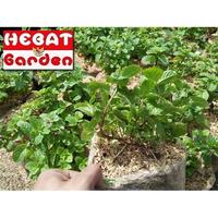 Gambar Tanaman daun mint dari Katalog Hebat Garden Kab. Bandung Barat 5 Tokopedia
