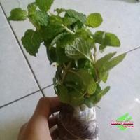 Gambar Tanaman daun mint dari Katalog Hebat Garden Kab. Bandung Barat 3 Tokopedia