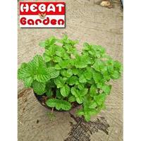 Gambar Tanaman daun mint dari Katalog Hebat Garden Kab. Bandung Barat 2 Tokopedia