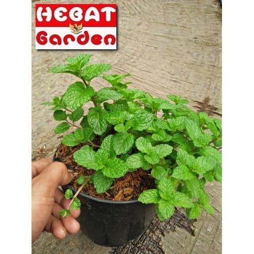 Gambar Tanaman daun mint dari Katalog Hebat Garden Kab. Bandung Barat Tokopedia