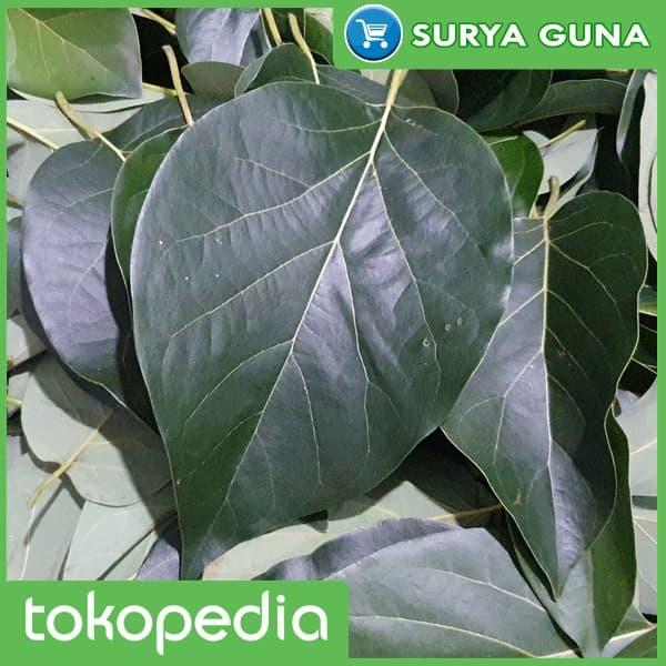 Gambar Jual Daun Alpukat untuk Teh Herbal dari Suryaguna Store Kab. Tulungagung Tokopedia