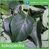 Gambar Jual Daun Alpukat untuk Teh Herbal dari Suryaguna Store Kab. Tulungagung 3 Tokopedia