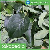 Gambar Jual Daun Alpukat untuk Teh Herbal dari Suryaguna Store Kab. Tulungagung 4 Tokopedia