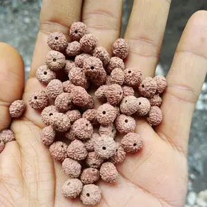 rudraksha jenitri kecil mukhi 7 sampe 10
