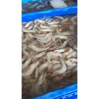 Gambar Promo Udang Jerebung Segar 1KG - 35-45 dari CobryzenShop Kota Administrasi Jakarta Utara 2 Tokopedia