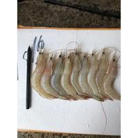 Gambar Promo Udang Jerebung Segar 1KG - 35-45 dari CobryzenShop Kota Administrasi Jakarta Utara 3 Tokopedia