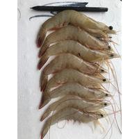 Gambar Promo Udang Jerebung Segar 1KG - 35-45 dari CobryzenShop Kota Administrasi Jakarta Utara 1 Tokopedia
