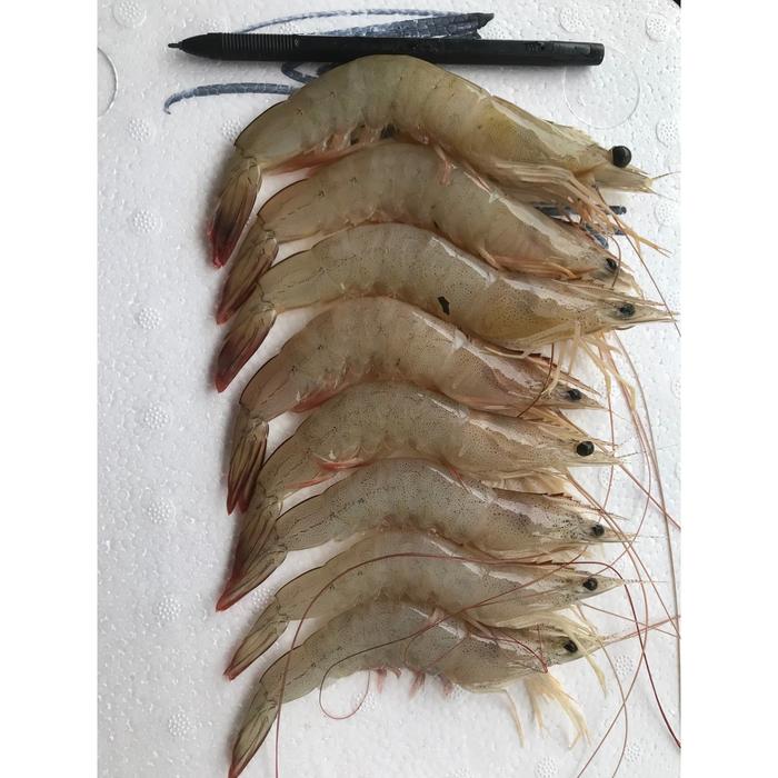 Gambar Promo Udang Jerebung Segar 1KG - 35-45 dari CobryzenShop Kota Administrasi Jakarta Utara Tokopedia