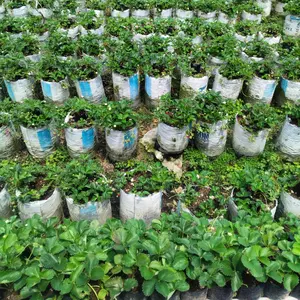 Bibit Strawberry Jumbo California Bandung