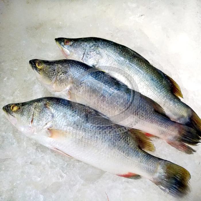 Gambar Jual Ikan Kakap Putih segar per kg dari Pelelangan Ikan Shop Kota Administrasi Jakarta Utara Tokopedia