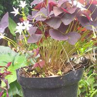 Gambar tanaman hias gantung kupu kupu dari podo joyo group Kota Administrasi Jakarta Timur 1 Tokopedia