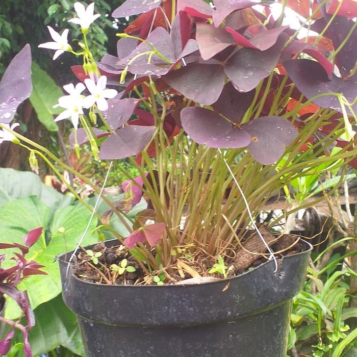 Gambar tanaman hias gantung kupu kupu dari podo joyo group Kota Administrasi Jakarta Timur Tokopedia