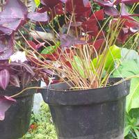 Gambar tanaman hias gantung kupu kupu dari podo joyo group Kota Administrasi Jakarta Timur 2 Tokopedia