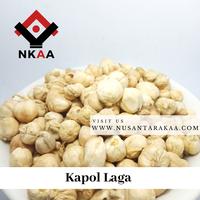 Gambar kapulaga / kapolaga paket 10 rb dari Rampah Nusantarakaa Kota Administrasi Jakarta Timur 3 Tokopedia