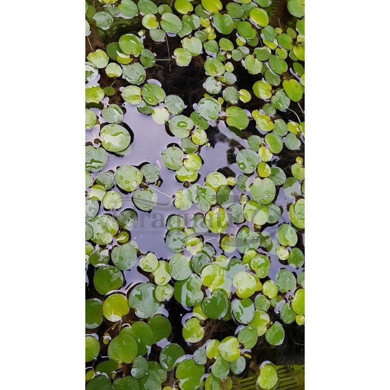TANAMAN AIR FROGBIT APUNG LIMNOBIUM LAEVIGATUM AMAZON FROGBIT CUPANG 1