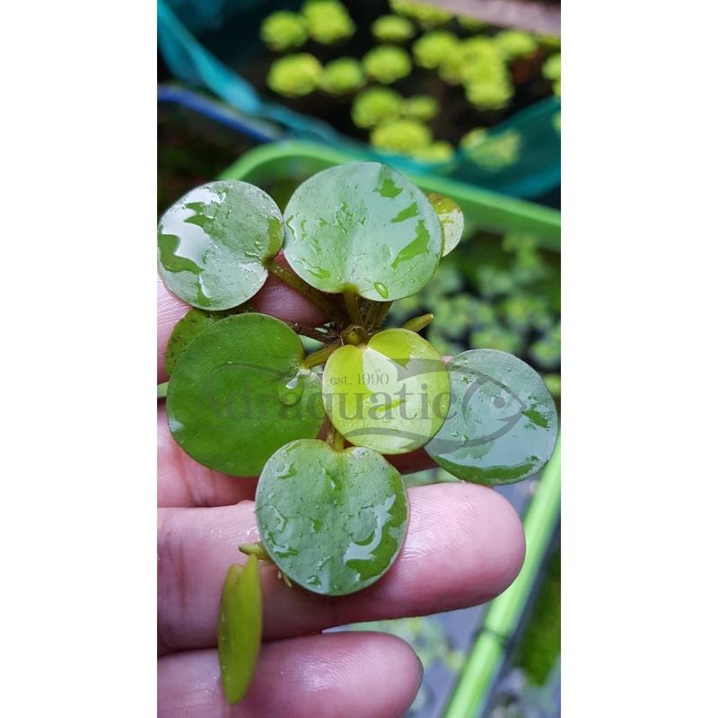 TANAMAN AIR FROGBIT APUNG LIMNOBIUM LAEVIGATUM AMAZON FROGBIT CUPANG 0