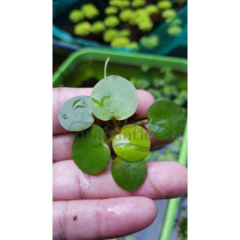 TANAMAN AIR FROGBIT APUNG LIMNOBIUM LAEVIGATUM AMAZON FROGBIT CUPANG 2