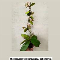 Gambar Hoya Diversifolia dari Belibungayuk Kab. Mandailing Natal 3 Tokopedia