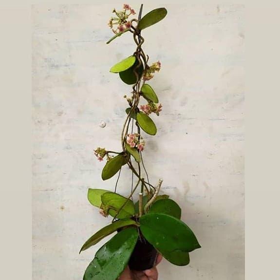 Gambar Hoya Diversifolia dari Belibungayuk Kab. Mandailing Natal Tokopedia