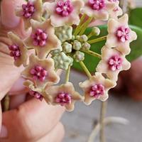 Gambar Hoya Diversifolia dari Belibungayuk Kab. Mandailing Natal 2 Tokopedia