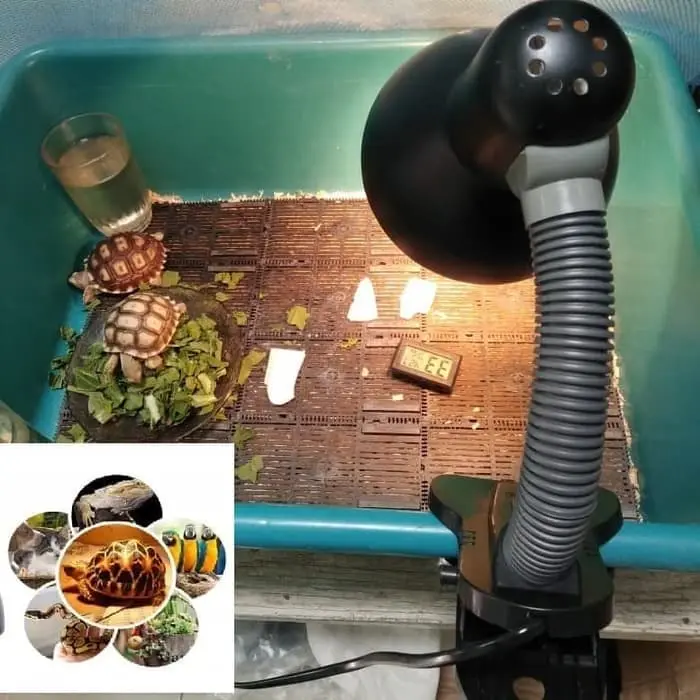 Fitting Lampu Jepit uva uvb kura darat tortoise sulcata iguana reptil
