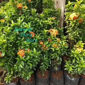 Tanaman Hias Bunga Asoka Orange