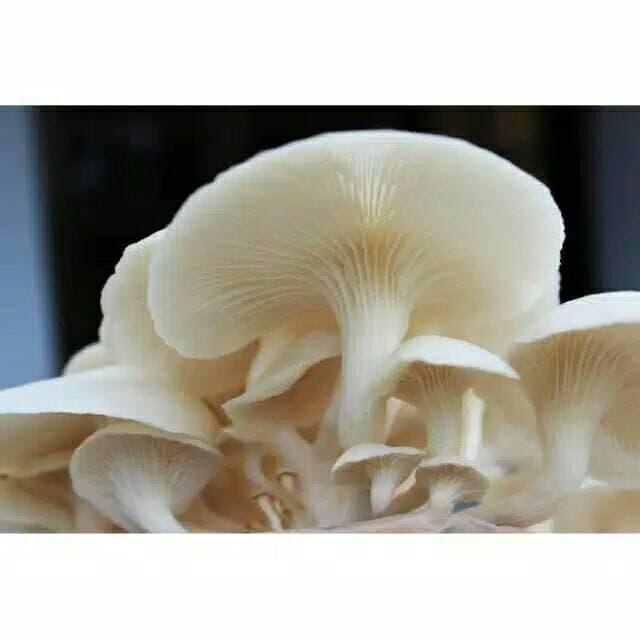 Jamur Tiram Kering Fresh Segar 250 Gram