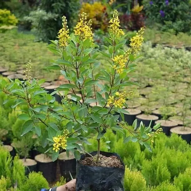 Pohon Hujan Mas - Bibit Tanaman Bunga Hujan emas - golden shower