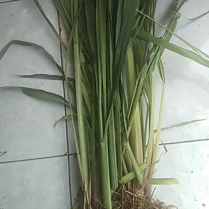 Rumput Odot segar baru petik pakan marmut kelinci kura kura kambing orderan masuk langsung di siapkan