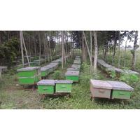 Gambar Madu Kaliandra - Calliandra Honey FAVOUR HONEY Madu Murni Large Size dari Favour Honey Kota Administrasi Jakarta Barat 5 Tokopedia