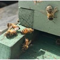 Gambar Wildflower Honey Large size dari Favour Honey Kota Administrasi Jakarta Barat 3 Tokopedia