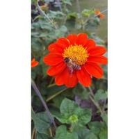 Gambar Wildflower Honey Large size dari Favour Honey Kota Administrasi Jakarta Barat 4 Tokopedia