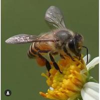 Gambar Wildflower Honey Large size dari Favour Honey Kota Administrasi Jakarta Barat 2 Tokopedia