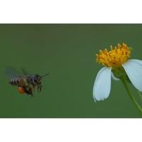 Gambar Wildflower Honey Large size dari Favour Honey Kota Administrasi Jakarta Barat 5 Tokopedia