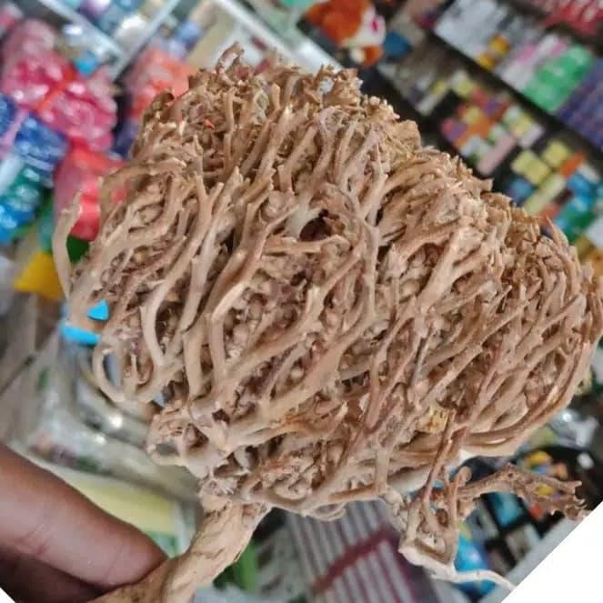 Rumput Fatimah Asli Akar Herbal Obat Miss V dan Kehamilan Impor Saudi
