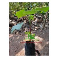 Gambar Biji Balsa Bibit Tanaman Kayu Balsa 500 gram dari PUROTANI.ID Kab. Purworejo 2 Tokopedia