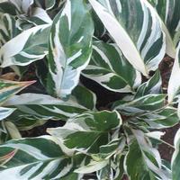 Gambar tanaman hias calatea bulu ayam varigata dari podo joyo group Kota Administrasi Jakarta Timur 3 Tokopedia