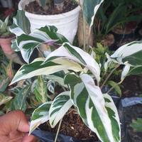 Gambar tanaman hias calatea bulu ayam varigata dari podo joyo group Kota Administrasi Jakarta Timur 1 Tokopedia