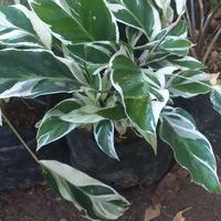 Gambar tanaman hias calatea bulu ayam varigata dari podo joyo group Kota Administrasi Jakarta Timur 2 Tokopedia