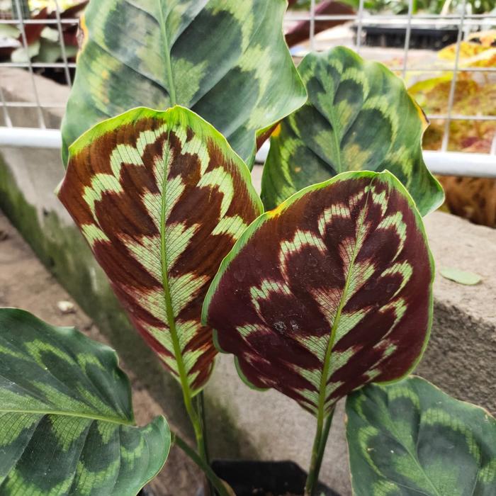 Tanaman Calathea Merak Peacock