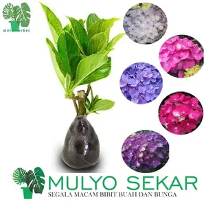 hortensia tanaman hias hydrangea bibit bunga pancawarna bunga bokor