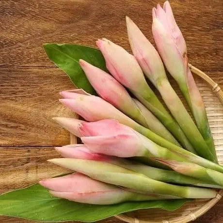 Bunga kecombrang